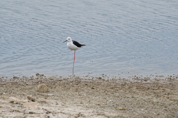 ile de ré (17) : oiseau (échasse blanche) se tenant sur une patte