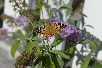Painted Lady (Vanessa cardui) butterfly perched on summer lilac in Zurich, Switzerland