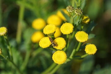 Hoverfly Globetail (Sphaerophoria) family Syrphidae on flowers of Tansy (Tanacetum vulgare). Family Asteraceae. Late summer, September, Netherlands
