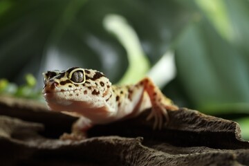 Beautiful gecko on tree stump outdoors, closeup