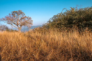arbre solitaire dans la prairie sèche, mont Mourex