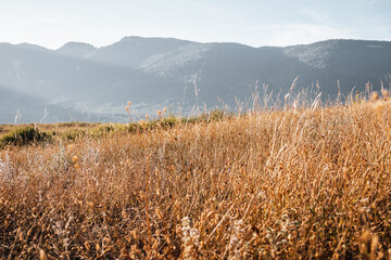 Prairie sèche et le Jura