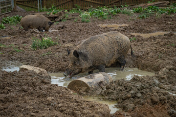 Dirty wild pig animal in wet mud in summer cloudy day