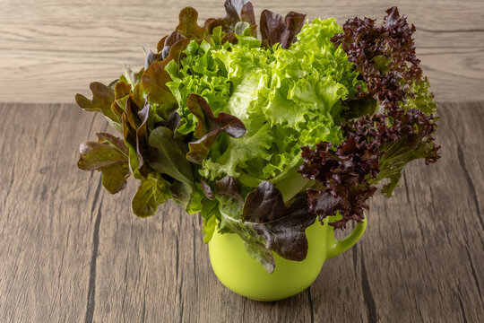 Fresh organic three color lettuce salad plants in ceramic green cup pot on wooden table background.