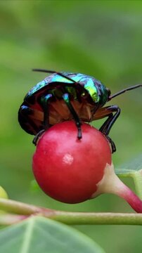 Close up Macro of Green jewel bug, Scutiphora pedicellata, Odisha, India