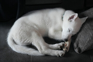 Closeup on a cute innocent juvenile snow white puppy Husky sleeping on a pillow in the house