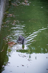 Female Mallard duck in a pond with fallen leaves