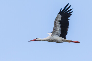 Fliegender Weißstorch 3
