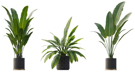 Plants in pots 3d render isolated png on a transparent background premium cutout 