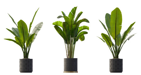Plants in pots 3d render isolated png on a transparent background premium cutout  © Roman