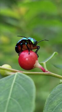 Close up Macro of Green jewel bug, Scutiphora pedicellata, Odisha, India