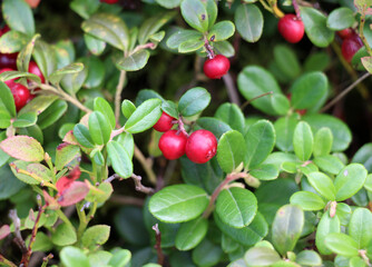 Cranberry berries (Vaccinium vitis-idaea) are ripening on the bush