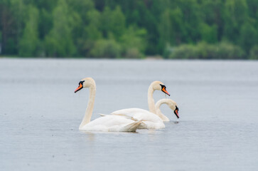 Three graceful white swans swims in the lake, swans in the wild.