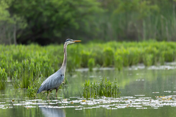 Great Blue Heron in the Water