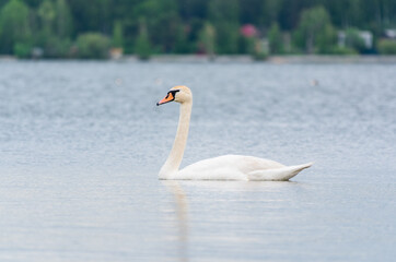 Graceful white Swan swimming in the lake, swans in the wild. Portrait of a white swan swimming on a lake.