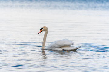 Graceful white Swan swimming in the lake, swans in the wild. Portrait of a white swan swimming on a lake.