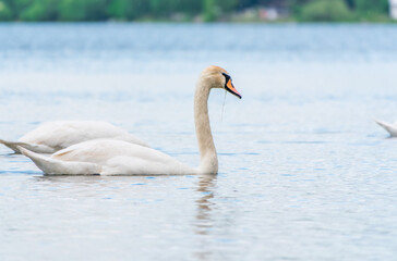 Obraz premium Graceful white Swan swimming in the lake, swans in the wild. Portrait of a white swan swimming on a lake.