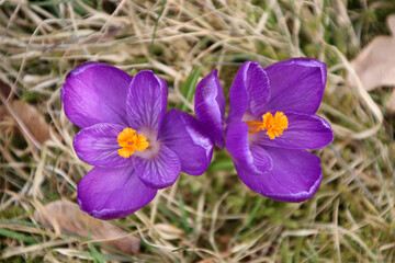 Two purple crocus flowers