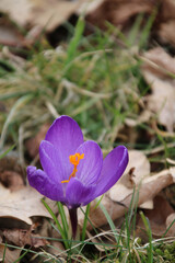 A purple crocus flower