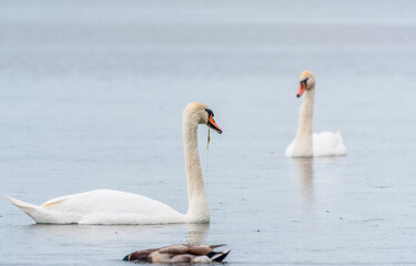 Fototapeta premium Two Graceful white Swans swimming in the lake, swans in the wild