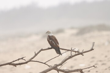 This captivating photograph features a Brahminy Kite soaring over the landscapes of Odisha. With its chestnut brown body and contrasting white head, the bird’s graceful flight against the clear skies 