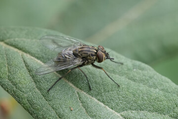 Fototapeta premium Closeup on a bloood-sucking stable, barn or biting house fly, Stomoxys calcitrans, a worldwide active fly feeding on cattle, dogs and even humans