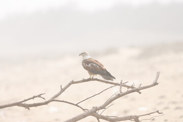 This captivating photograph features a Brahminy Kite soaring over the landscapes of Odisha. With its chestnut brown body and contrasting white head, the bird’s graceful flight against the clear skies 