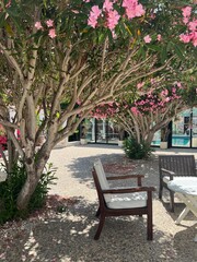 Pink oleander flowers blossom in garden on the territory of the hotel in Cyprus. Tropical oleander nerium against sunny blue sky.	