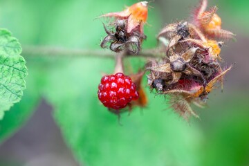 Fruit of a loganberry, Rubus loganobaccus
