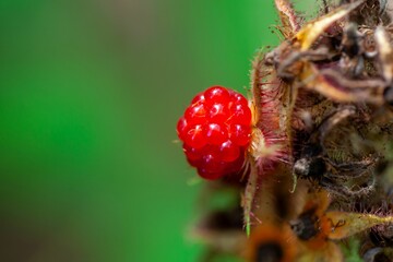 Fruit of a loganberry, Rubus loganobaccus