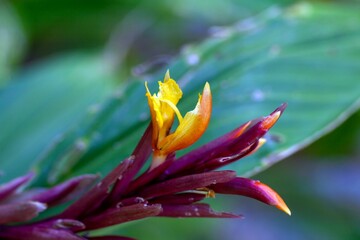 Flower of the ginger Cautleya spicata