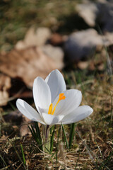 A white crocus flower