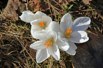 White crocus flowers