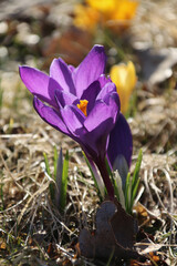 Purple crocus flowers