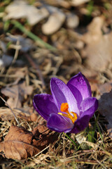 A purple crocus flower