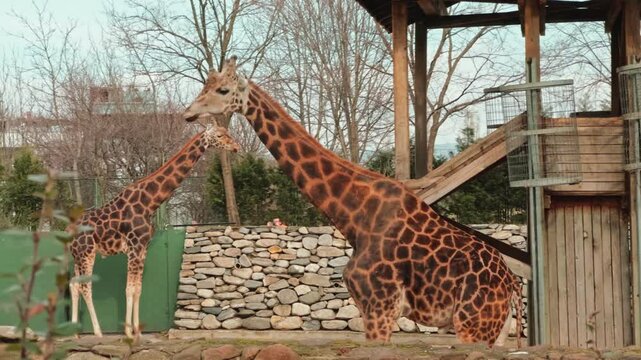 giraffe in the bursa zoo park