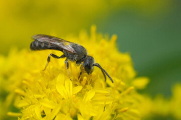 Closeup on a male Furrow bee, Lasioglossum on yellow flowering Solidago virgaurea