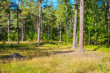 Early autumn in northern forest © Andrei Nekrassov
