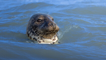 Grey Seal looking out from the sea