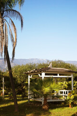 Palm tree beside white gazebo