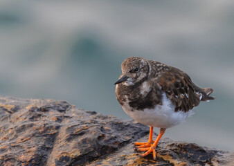 Turnstones, wading birds resting on the edge of cliffs when the sea tide rises