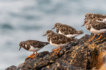 Turnstones, wading birds resting on the edge of cliffs when the sea tide rises