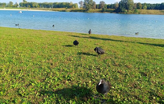 birds on the grass