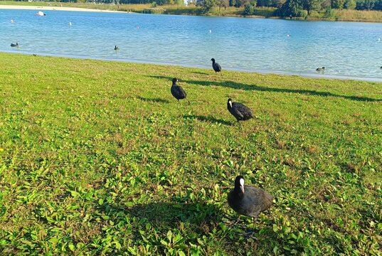 ducks on the lake