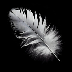 Obraz premium white feather on black background