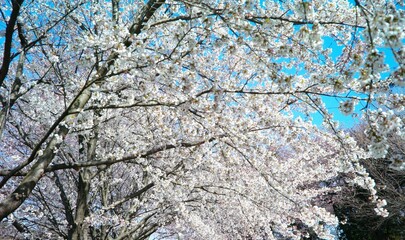cherry blossom in spring time