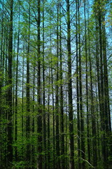 Fototapeta premium trees in the forest