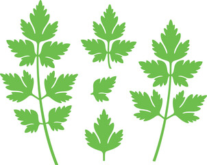 Parsley logo. Isolated parsley on green background