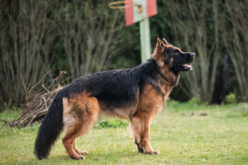 German Shepherd standing, isolated on nature background