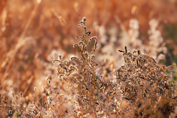 beauté de la prairie sèche au coucher estival du soleil